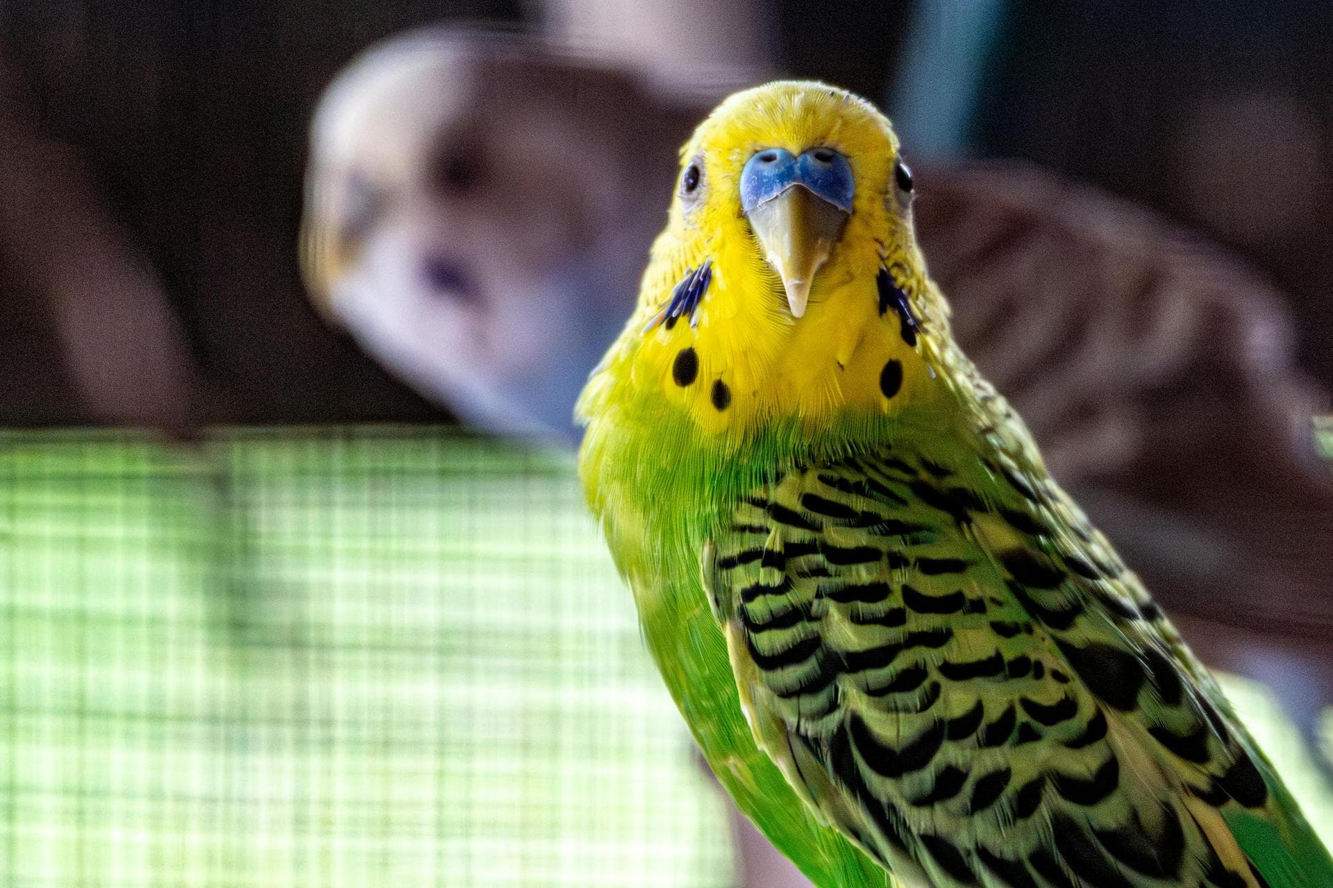 Dog & Cat Vets in Wolverhampton