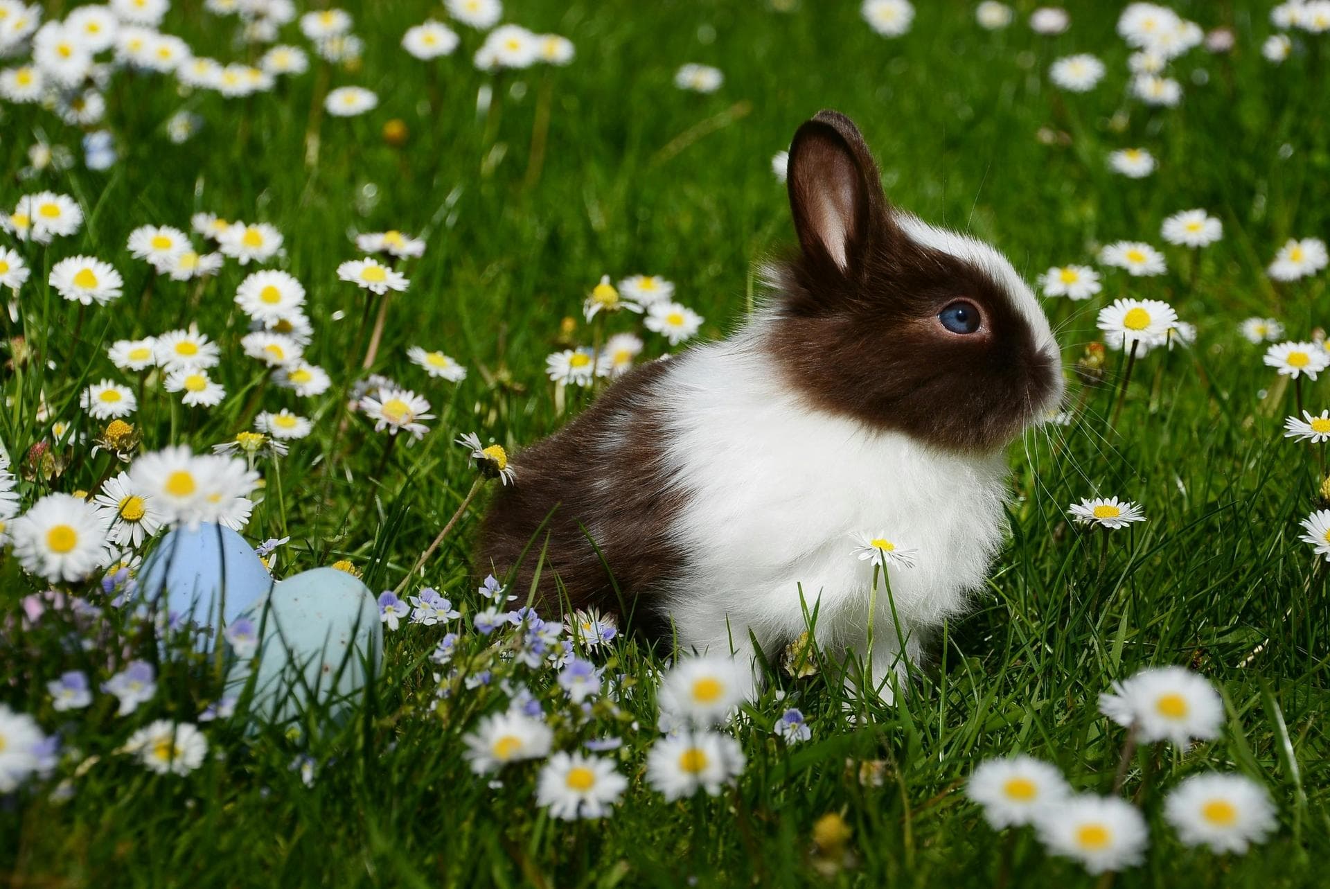 Vet Prescription Prices in West Midlands