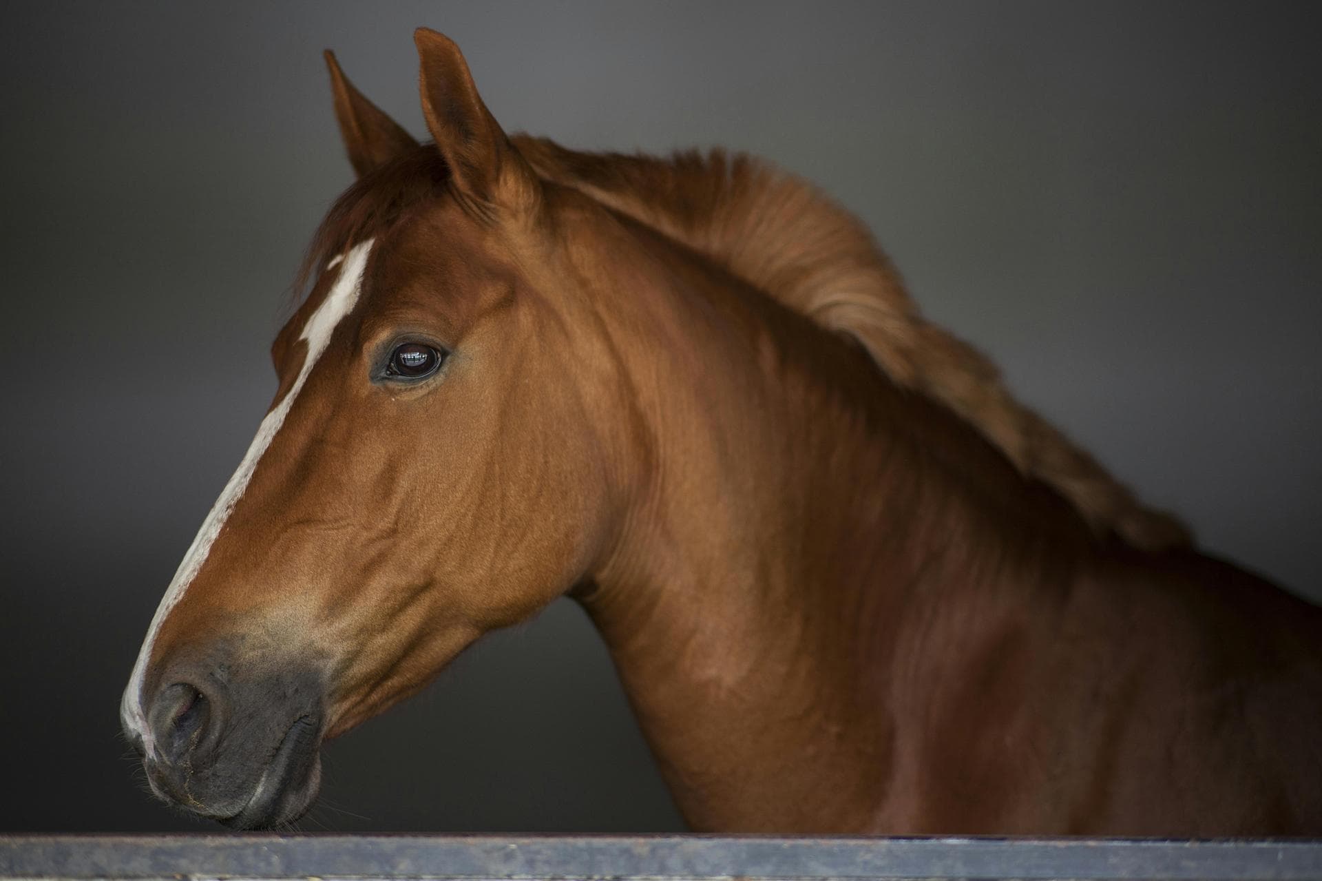 Vet Prices in West Midlands
