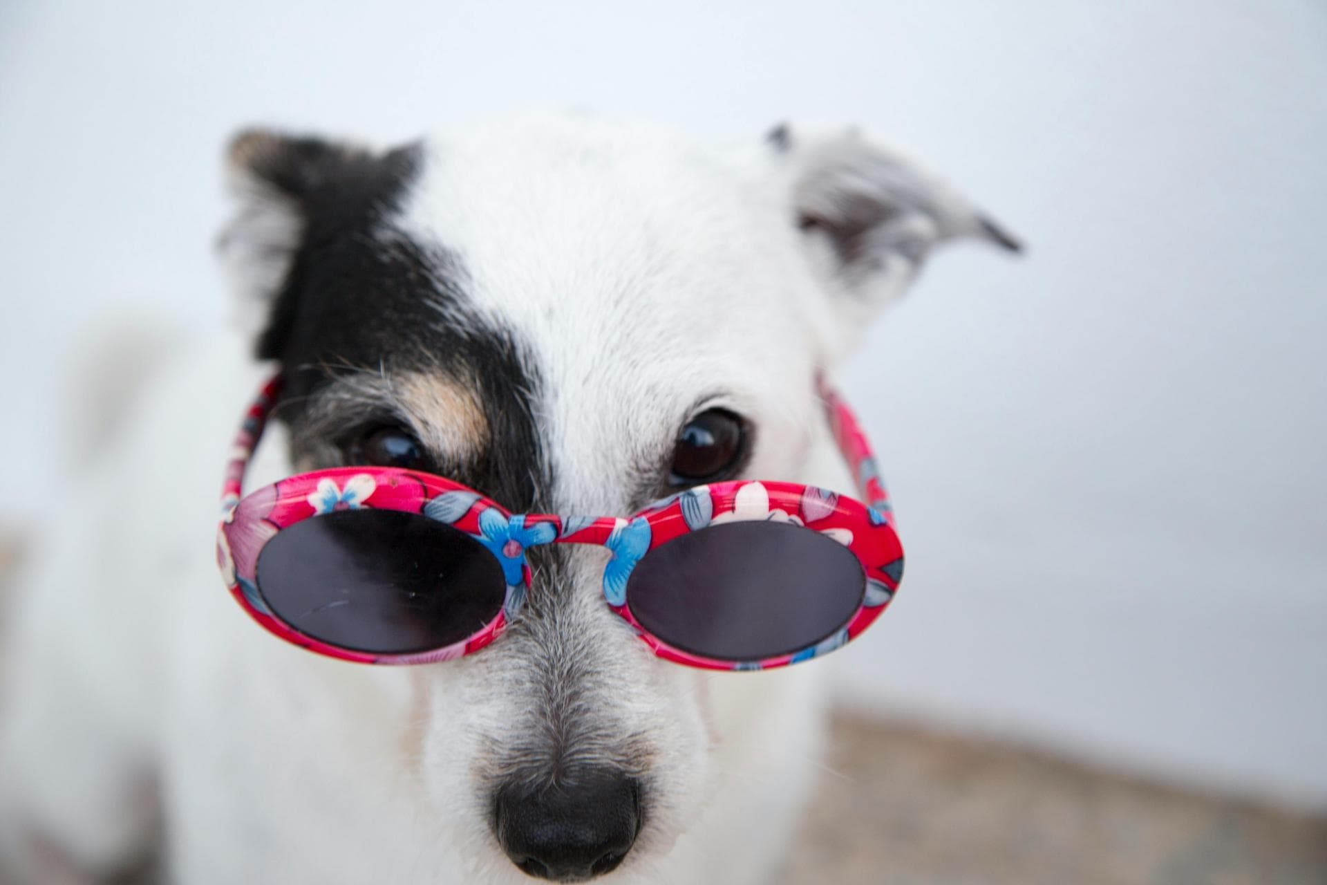 Dog Nail Clipping Prices in West Midlands